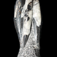 Orthoceras sculpture tower from Morocco 229*80mm 2313g in sunlight - Rocks and Things Store