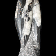 Orthoceras sculpture tower from Morocco 229*80mm 2313g in sunlight - Rocks and Things Store