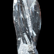 Orthoceras sculpture tower from Morocco 229*80mm 2313g in sunlight - Rocks and Things Store