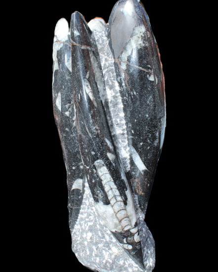 Orthoceras sculpture tower from Morocco 229*80mm 2313g in sunlight - Rocks and Things Store