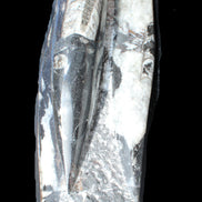 Orthoceras sculpture tower from Morocco 229*80mm 2313g in sunlight - Rocks and Things Store