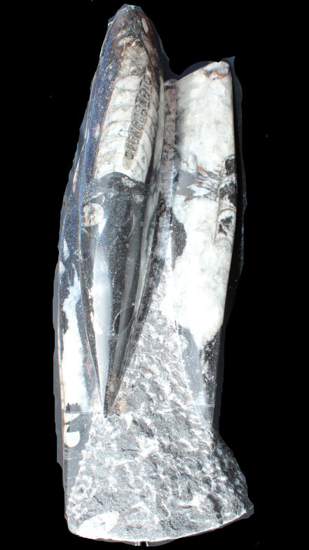 Orthoceras sculpture tower from Morocco 229*80mm 2313g in sunlight - Rocks and Things Store