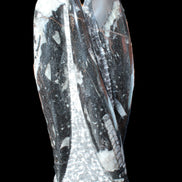 Orthoceras sculpture tower from Morocco 229*80mm 2313g in sunlight - Rocks and Things Store