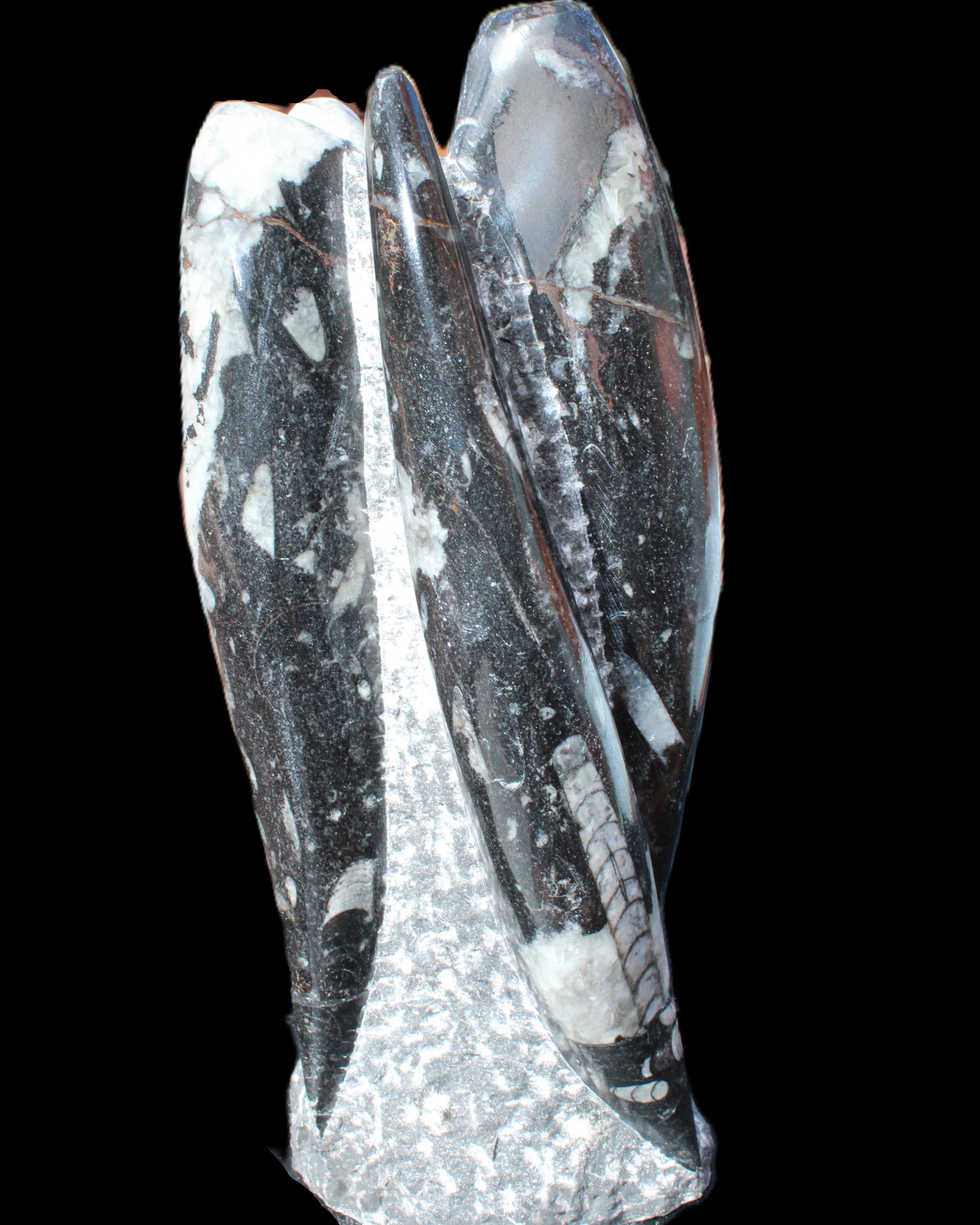 Orthoceras sculpture tower from Morocco 229*80mm 2313g in sunlight - Rocks and Things Store