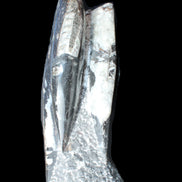 Orthoceras sculpture tower from Morocco 229*80mm 2313g in sunlight - Rocks and Things Store