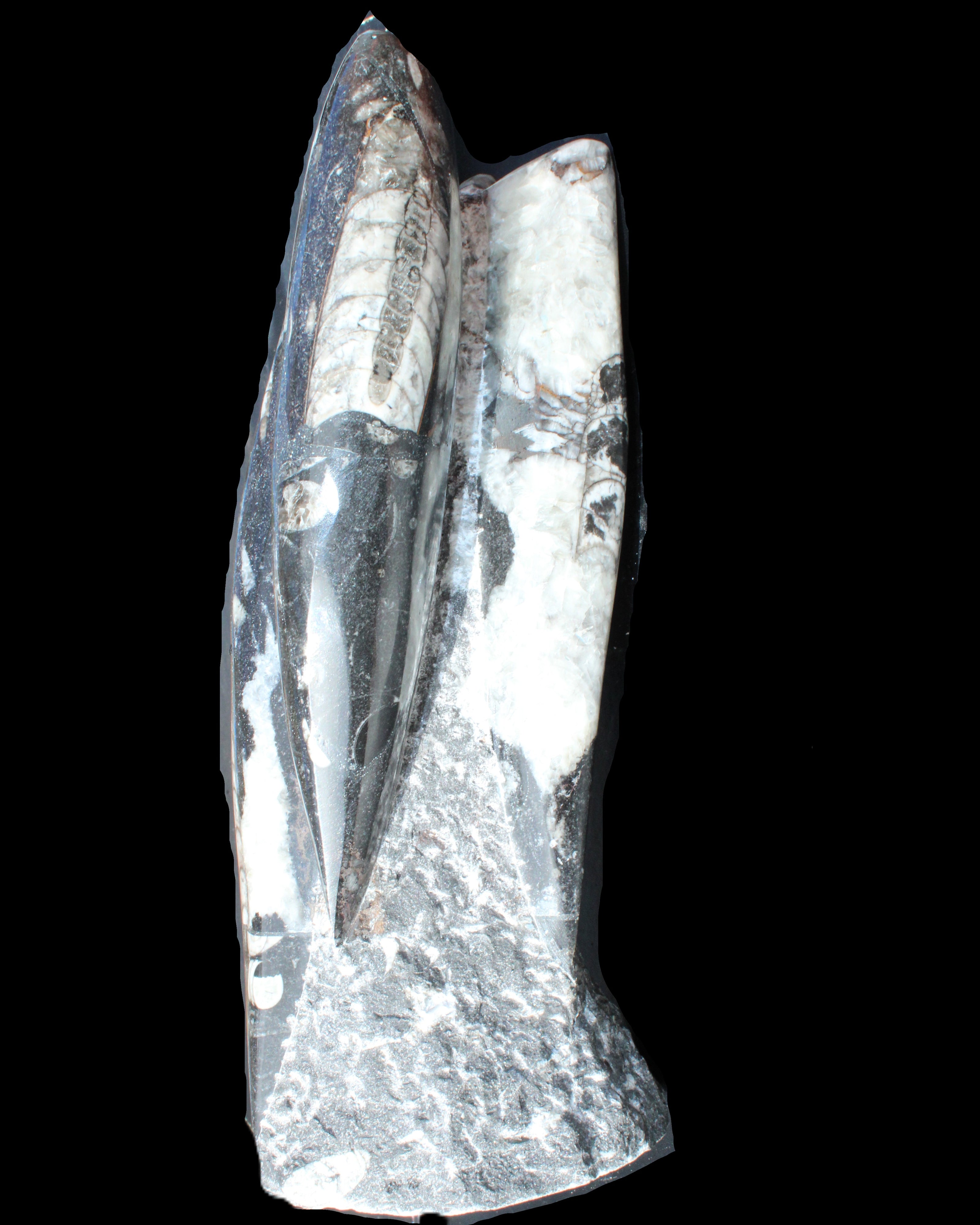 Orthoceras sculpture tower from Morocco 229*80mm 2313g in sunlight - Rocks and Things Store
