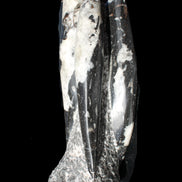 Orthoceras sculpture tower from Morocco 229*80mm 2313g in sunlight - Rocks and Things Store