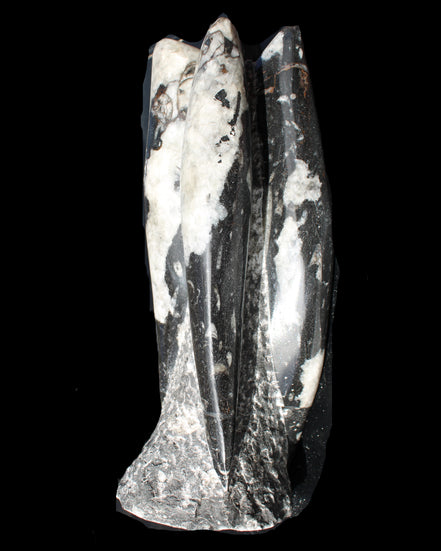 Orthoceras sculpture tower from Morocco 229*80mm 2313g in sunlight - Rocks and Things Store