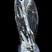 Orthoceras sculpture tower from Morocco 229*80mm 2313g in sunlight - Rocks and Things Store