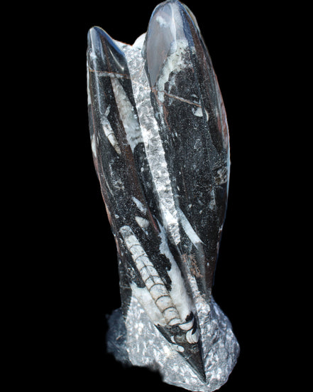 Orthoceras sculpture tower from Morocco 229*80mm 2313g in sunlight - Rocks and Things Store