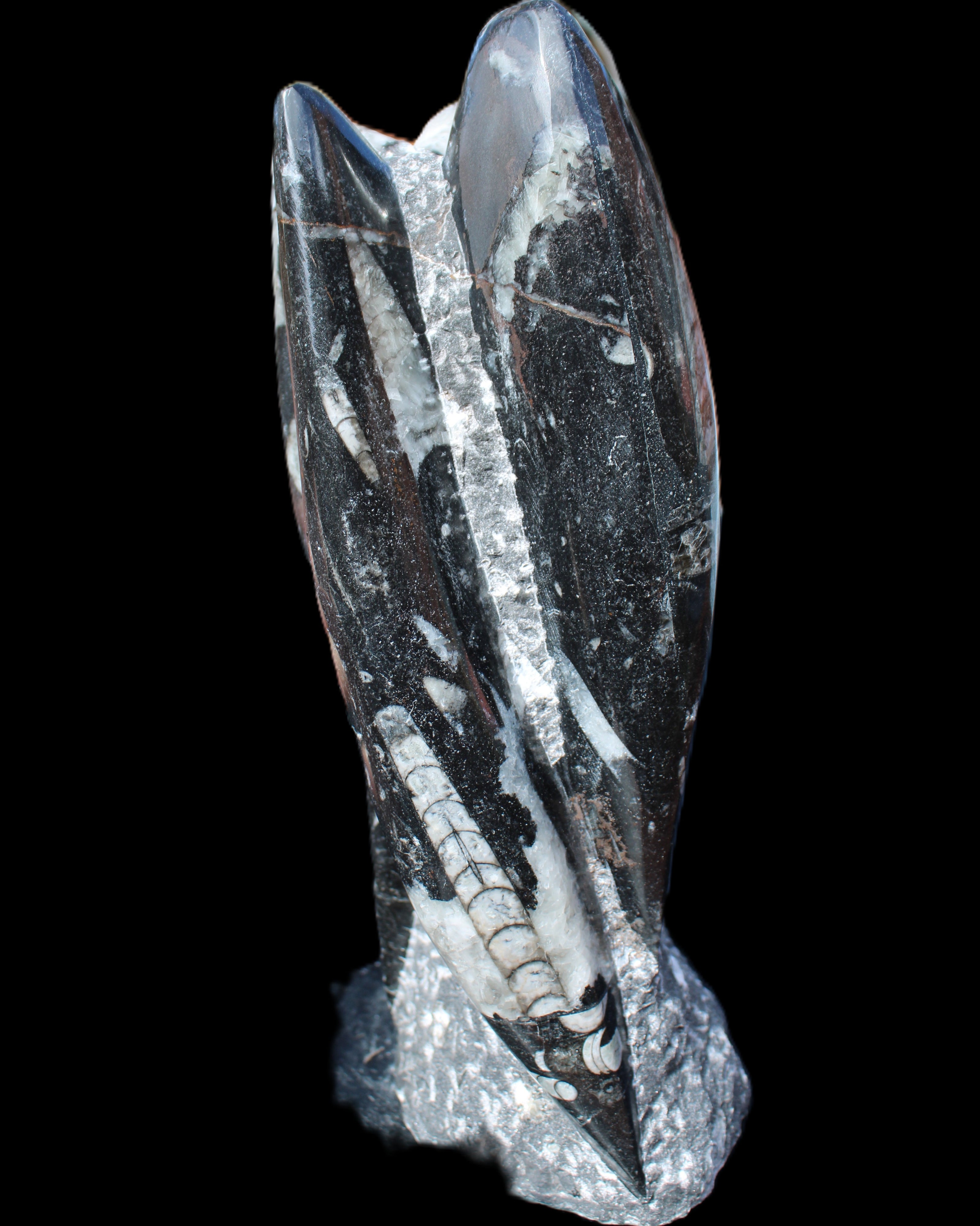 Orthoceras sculpture tower from Morocco 229*80mm 2313g in sunlight - Rocks and Things Store