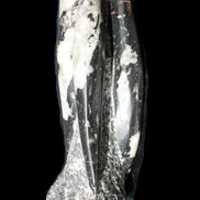 Orthoceras sculpture tower from Morocco 229*80mm 2313g in sunlight - Rocks and Things Store