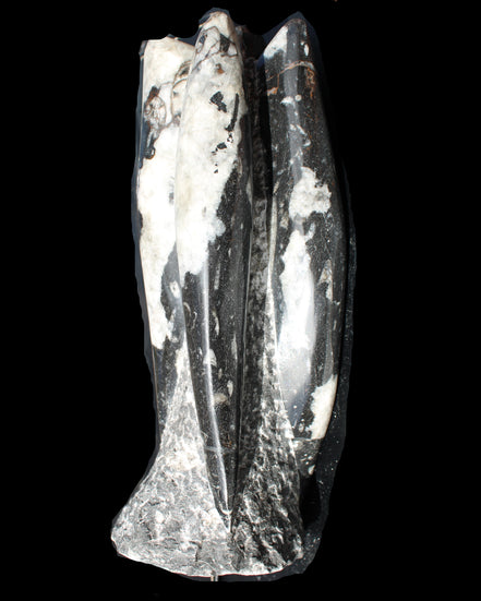 Orthoceras sculpture tower from Morocco 229*80mm 2313g in sunlight - Rocks and Things Store