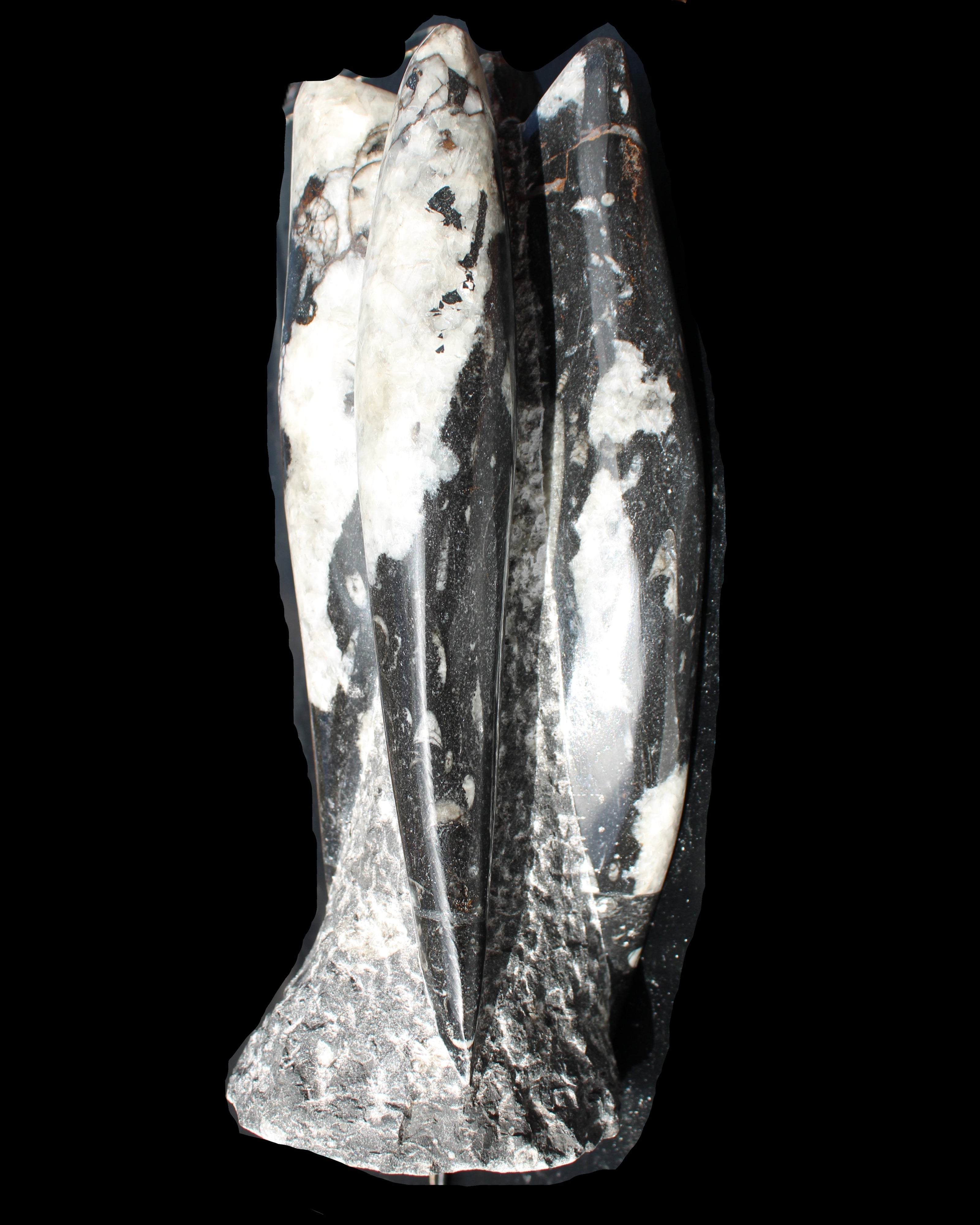 Orthoceras sculpture tower from Morocco 229*80mm 2313g in sunlight - Rocks and Things Store