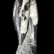 Orthoceras sculpture tower from Morocco 229*80mm 2313g in sunlight - Rocks and Things Store