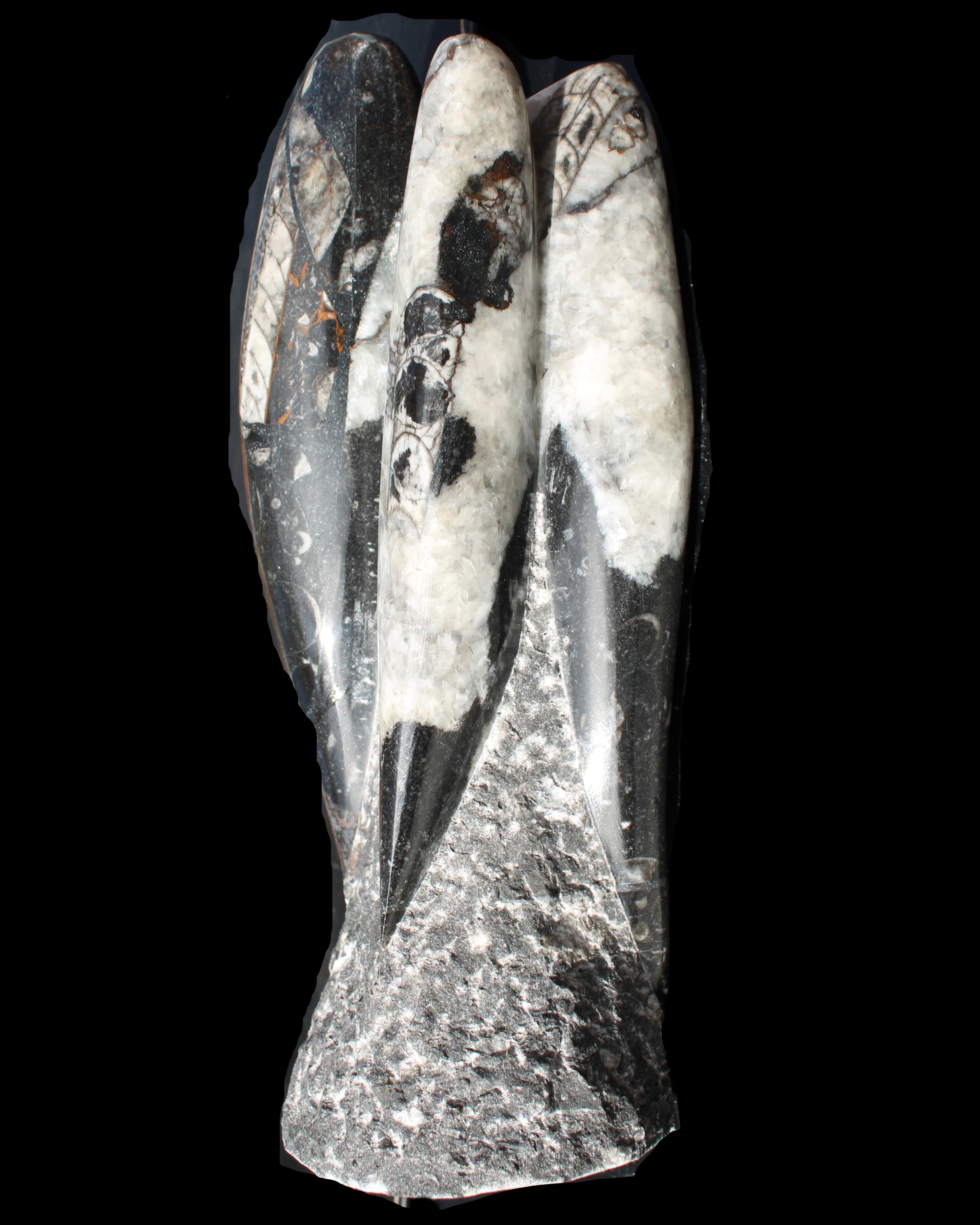 Orthoceras sculpture tower from Morocco 229*80mm 2313g in sunlight - Rocks and Things Store