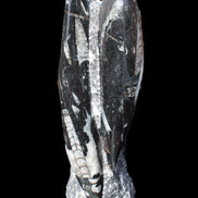 Orthoceras sculpture tower from Morocco 229*80mm 2313g in sunlight - Rocks and Things Store