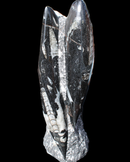 Orthoceras sculpture tower from Morocco 229*80mm 2313g in sunlight - Rocks and Things Store