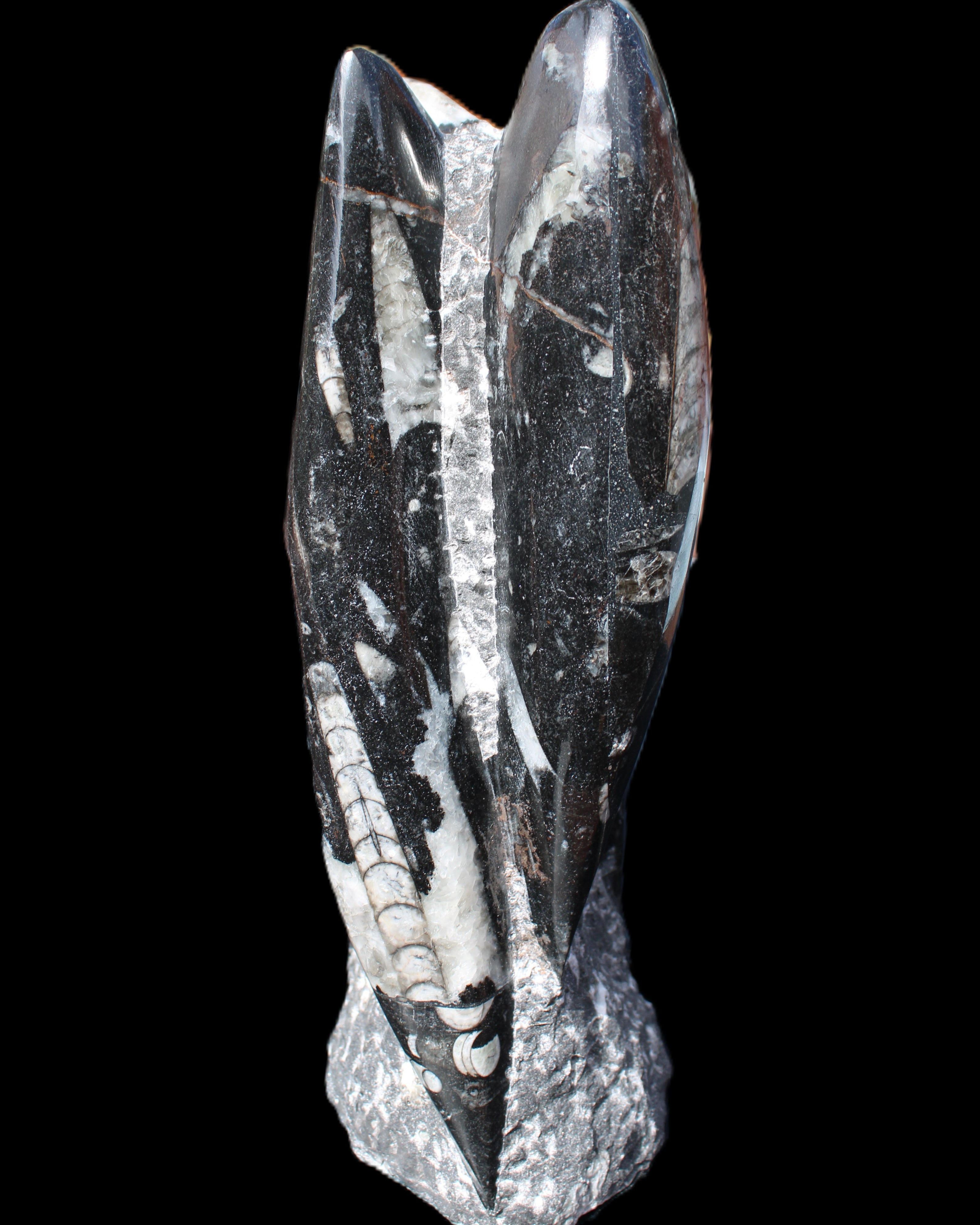 Orthoceras sculpture tower from Morocco 229*80mm 2313g in sunlight - Rocks and Things Store