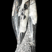 Orthoceras sculpture tower from Morocco 229*80mm 2313g in sunlight - Rocks and Things Store