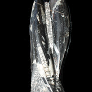 Orthoceras sculpture tower from Morocco 229*80mm 2313g in sunlight - Rocks and Things Store