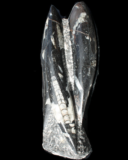 Orthoceras sculpture tower from Morocco 229*80mm 2313g in sunlight - Rocks and Things Store