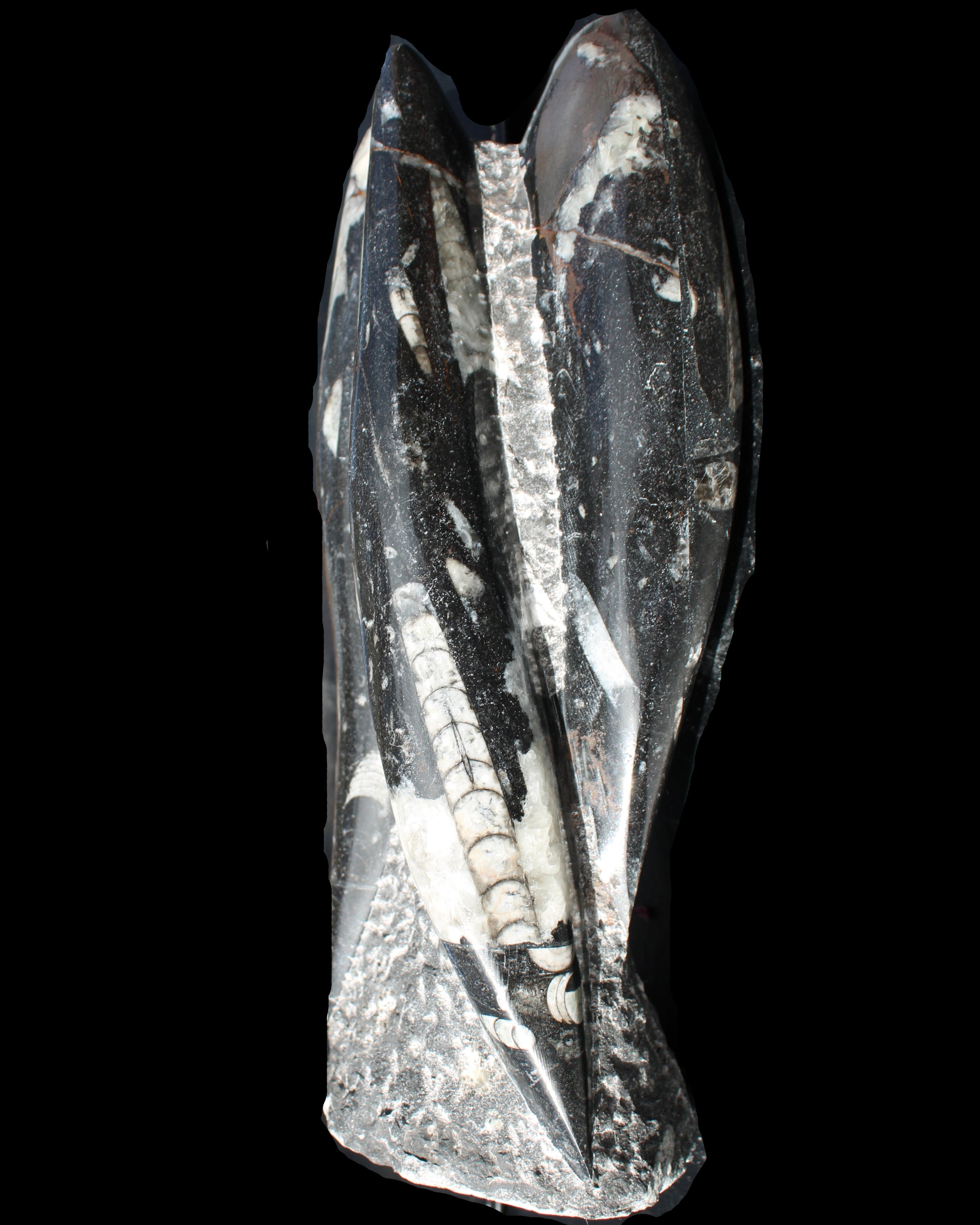 Orthoceras sculpture tower from Morocco 229*80mm 2313g in sunlight - Rocks and Things Store