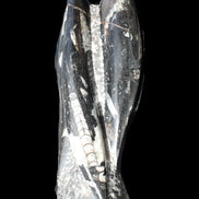 Orthoceras sculpture tower from Morocco 229*80mm 2313g in sunlight - Rocks and Things Store