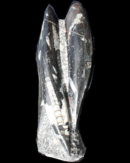 Orthoceras sculpture tower from Morocco 229*80mm 2313g in sunlight - Rocks and Things Store
