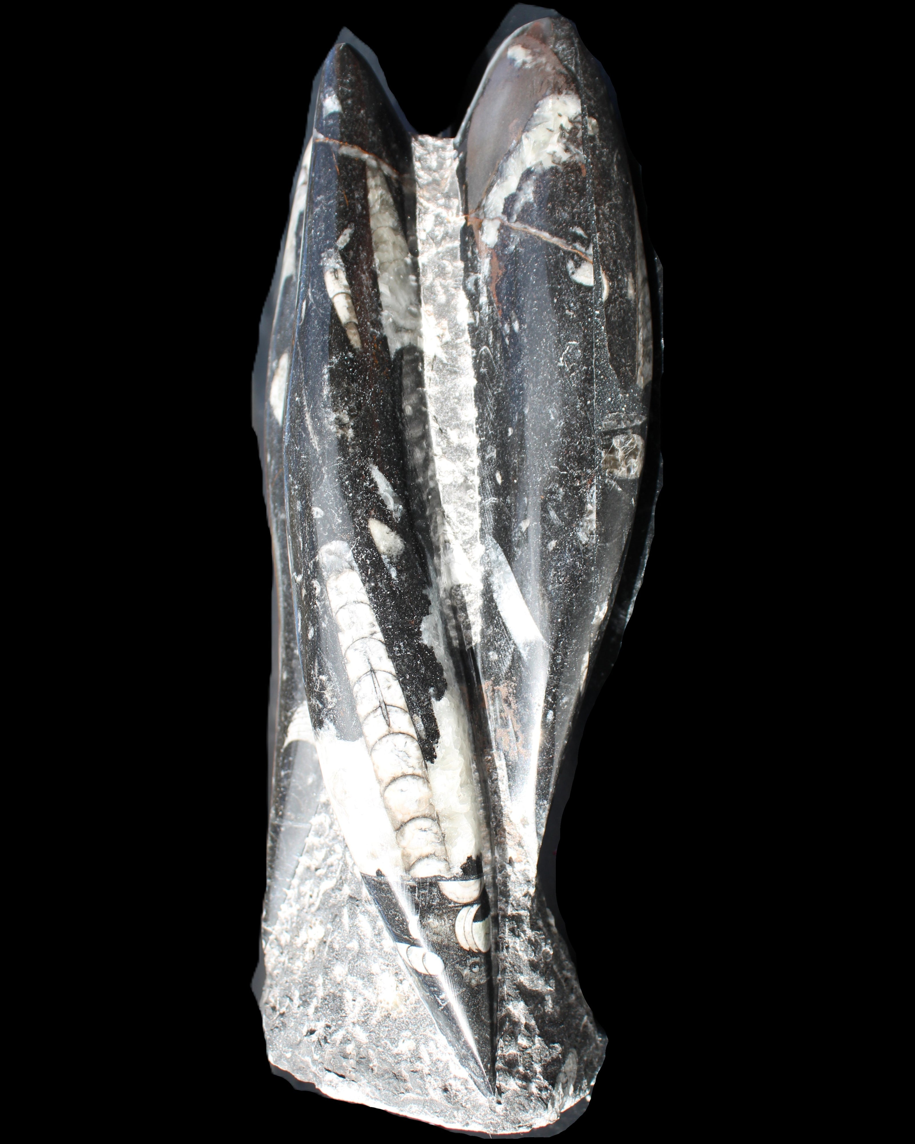 Orthoceras sculpture tower from Morocco 229*80mm 2313g in sunlight - Rocks and Things Store