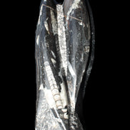 Orthoceras sculpture tower from Morocco 229*80mm 2313g in sunlight - Rocks and Things Store