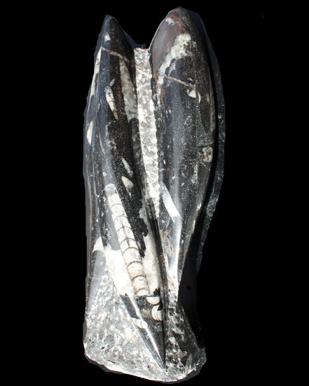 Orthoceras sculpture tower from Morocco 229*80mm 2313g in sunlight - Rocks and Things Store