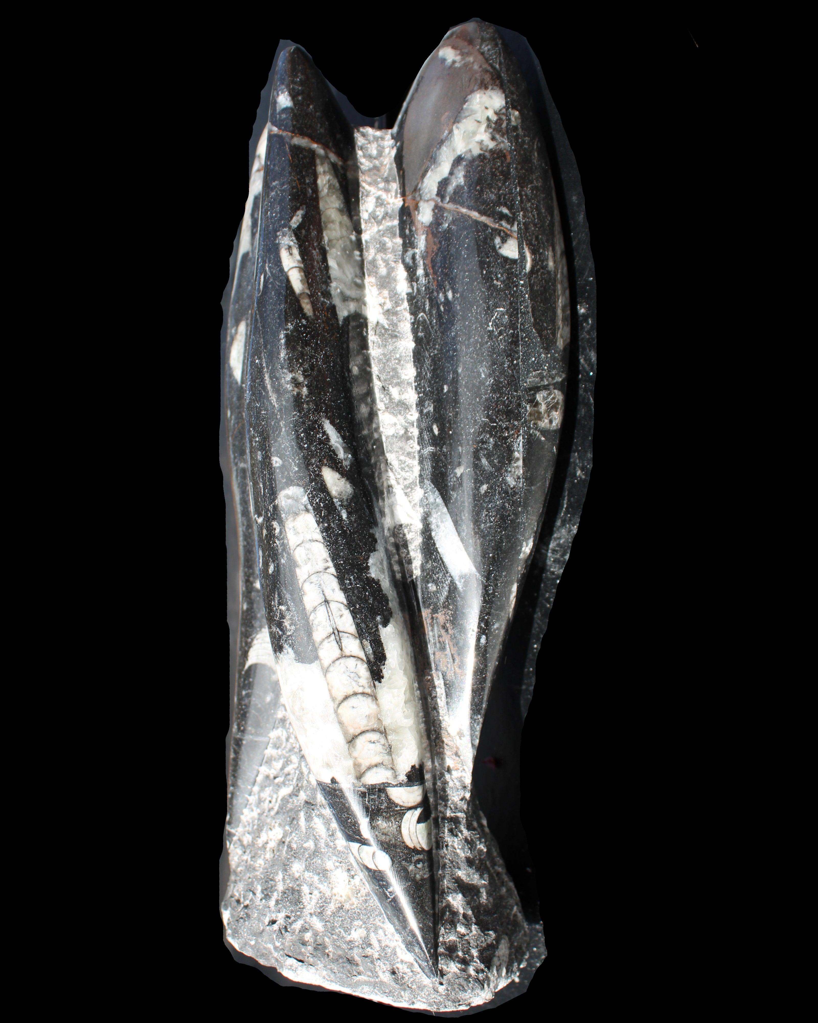 Orthoceras sculpture tower from Morocco 229*80mm 2313g in sunlight - Rocks and Things Store