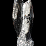 Orthoceras sculpture tower from Morocco 229*80mm 2313g in sunlight - Rocks and Things Store