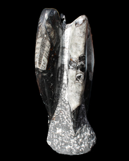 Orthoceras sculpture tower from Morocco 229*80mm 2313g in sunlight - Rocks and Things Store