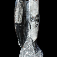 Orthoceras sculpture tower from Morocco 229*80mm 2313g in sunlight - Rocks and Things Store