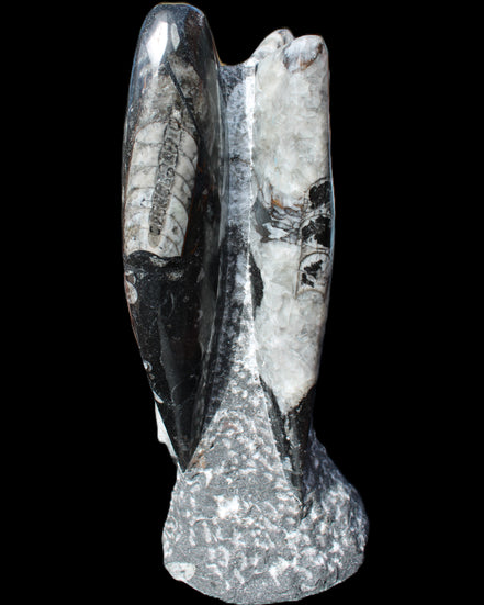 Orthoceras sculpture tower from Morocco 229*80mm 2313g in sunlight - Rocks and Things Store