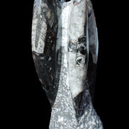 Orthoceras sculpture tower from Morocco 229*80mm 2313g in sunlight - Rocks and Things Store