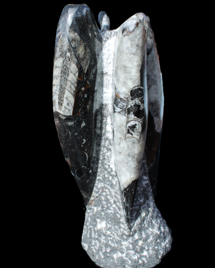 Orthoceras sculpture tower from Morocco 229*80mm 2313g in sunlight - Rocks and Things Store