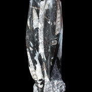 Orthoceras sculpture tower from Morocco 229*80mm 2313g in sunlight - Rocks and Things Store