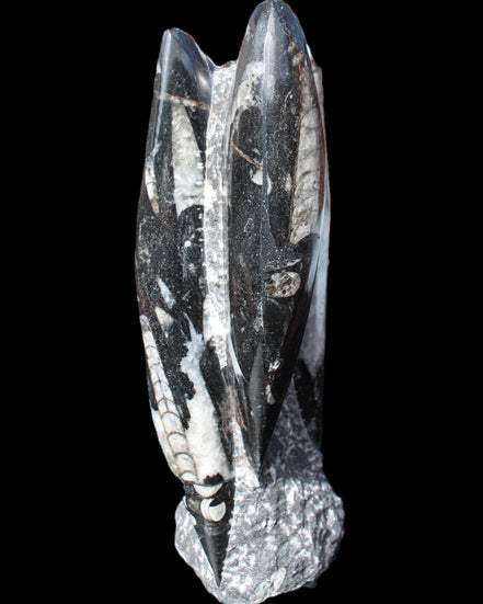 Orthoceras sculpture tower from Morocco 229*80mm 2313g in sunlight - Rocks and Things Store