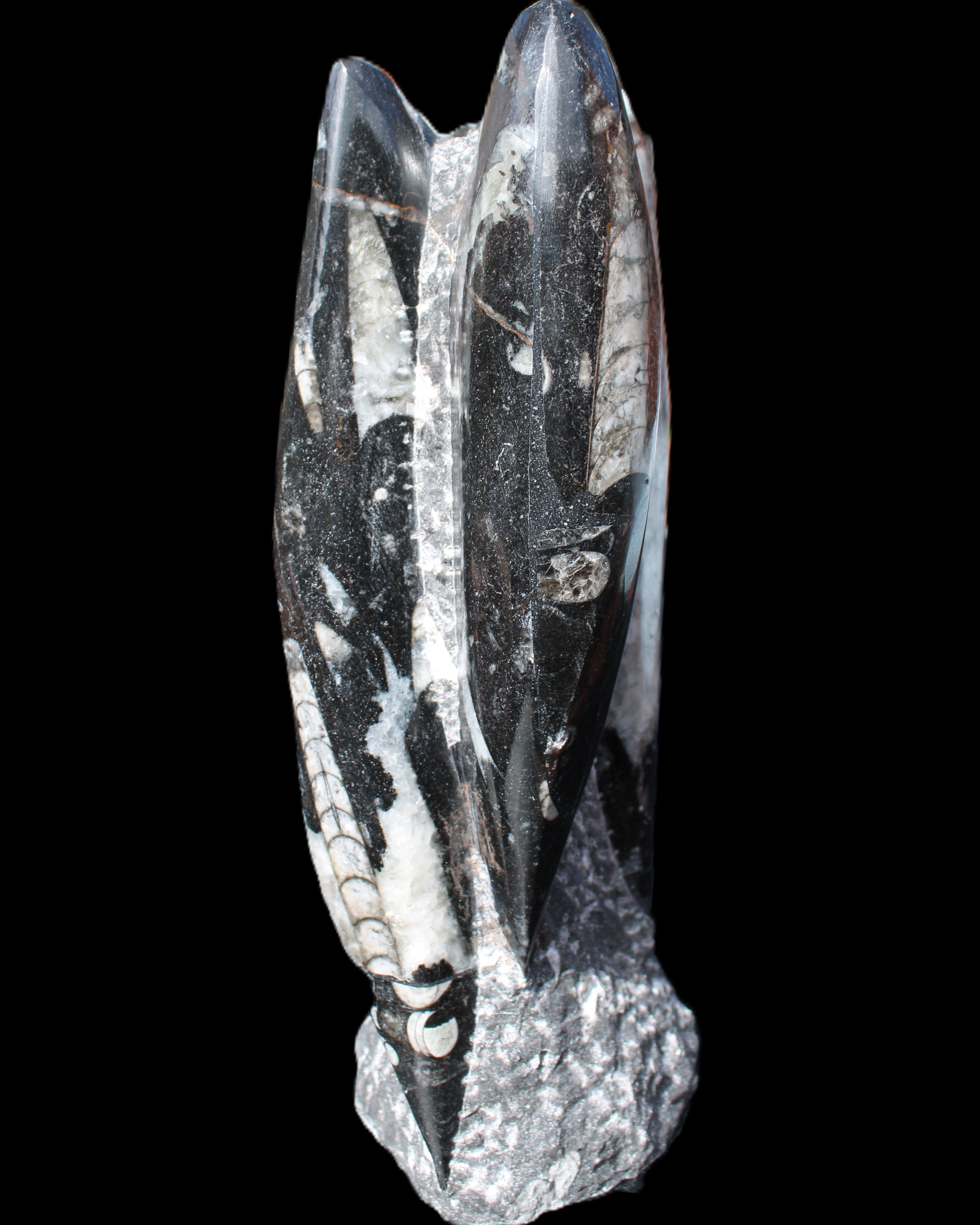 Orthoceras sculpture tower from Morocco 229*80mm 2313g in sunlight - Rocks and Things Store