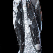 Orthoceras sculpture tower from Morocco 229*80mm 2313g in sunlight - Rocks and Things Store