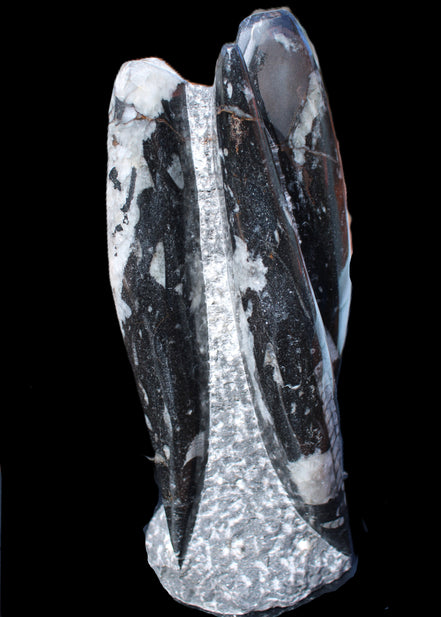 Orthoceras sculpture tower from Morocco 229*80mm 2313g in sunlight - Rocks and Things Store