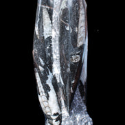 Orthoceras sculpture tower from Morocco 229*80mm 2313g in sunlight - Rocks and Things Store