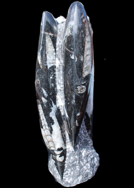 Orthoceras sculpture tower from Morocco 229*80mm 2313g in sunlight - Rocks and Things Store