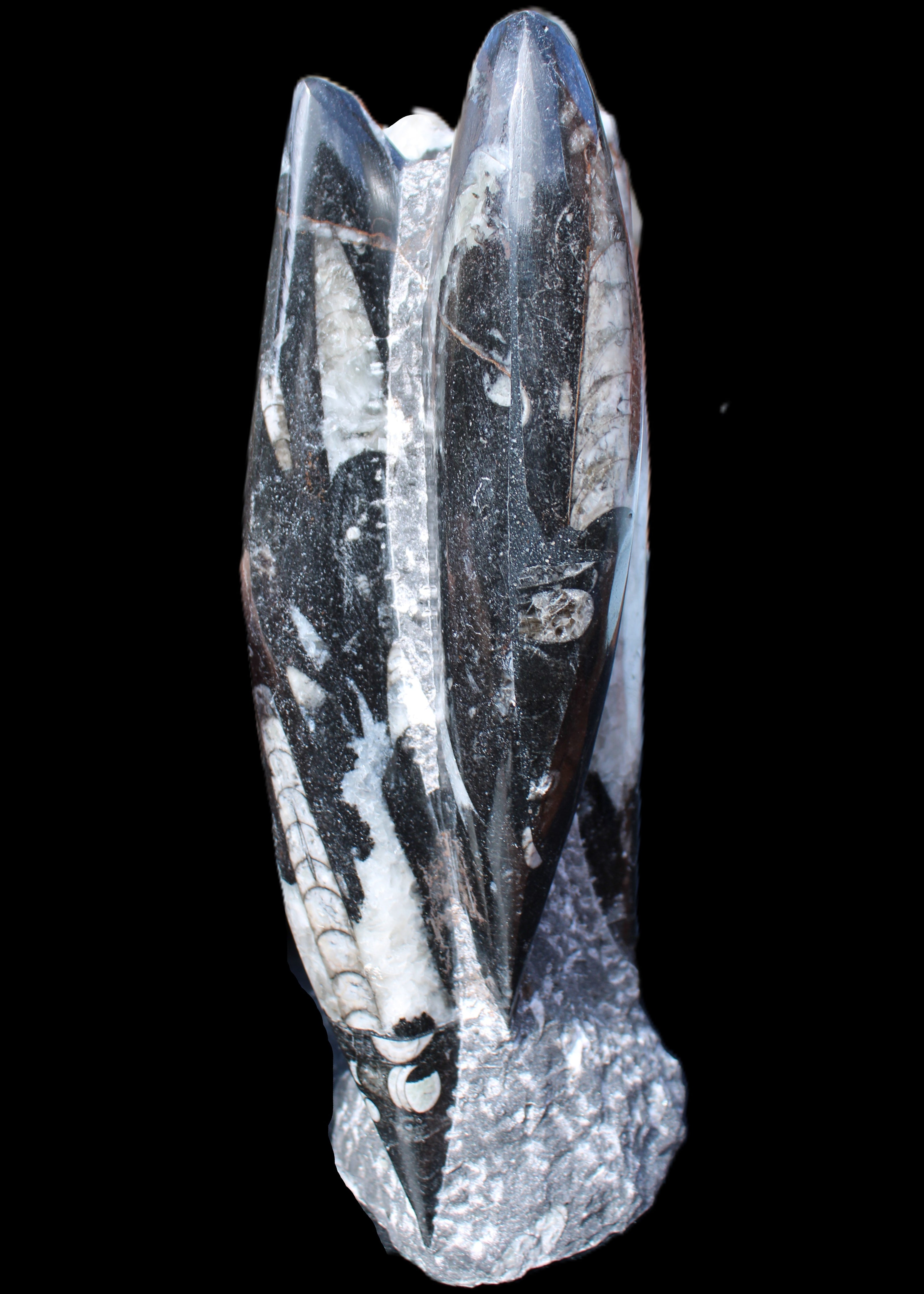Orthoceras sculpture tower from Morocco 229*80mm 2313g in sunlight - Rocks and Things Store