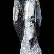 Orthoceras sculpture tower from Morocco 229*80mm 2313g in sunlight - Rocks and Things Store