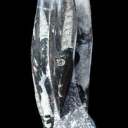 Orthoceras sculpture tower from Morocco 229*80mm 2313g in sunlight - Rocks and Things Store