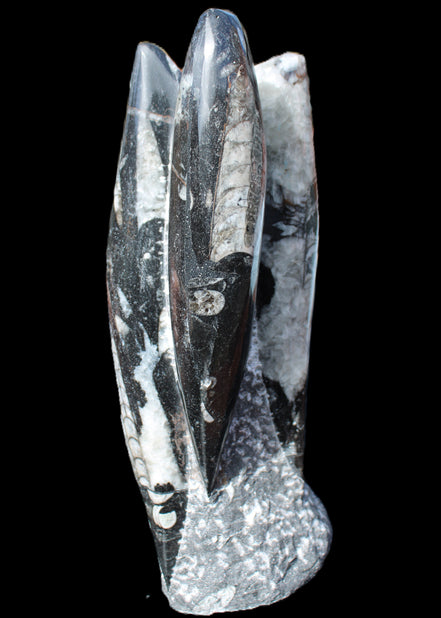 Orthoceras sculpture tower from Morocco 229*80mm 2313g in sunlight - Rocks and Things Store